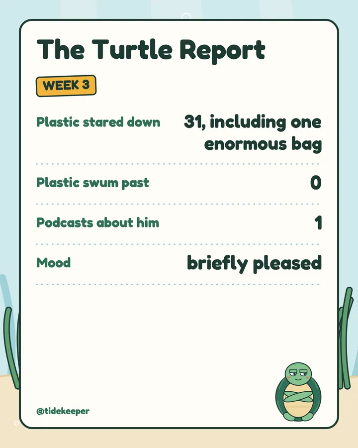 Turtle Report week 3: 31 stared down, 0 swum past, mood briefly pleased